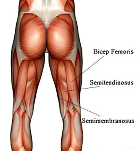 Hamstrings10