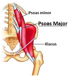 iliopsas_a